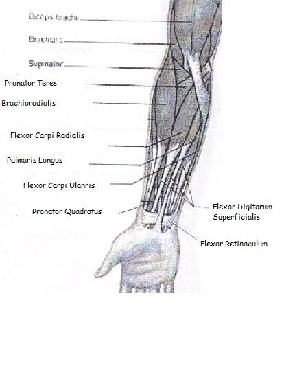 Forearm Arm Muscles Diagram / Biarticular antagonistic muscles in human